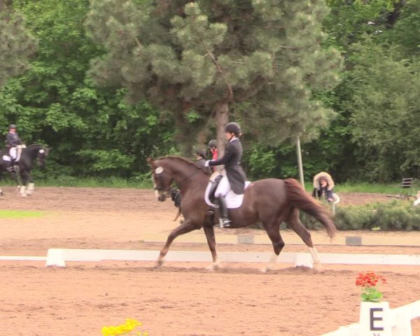Reitturnier Dallgow 2019