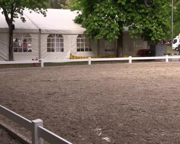 Reitturnier Meppen 2019