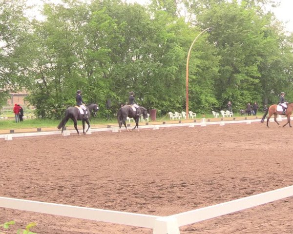 Reitturnier Dallgow 2019