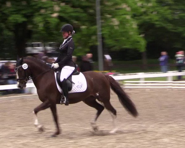 Reitturnier Meppen 2019