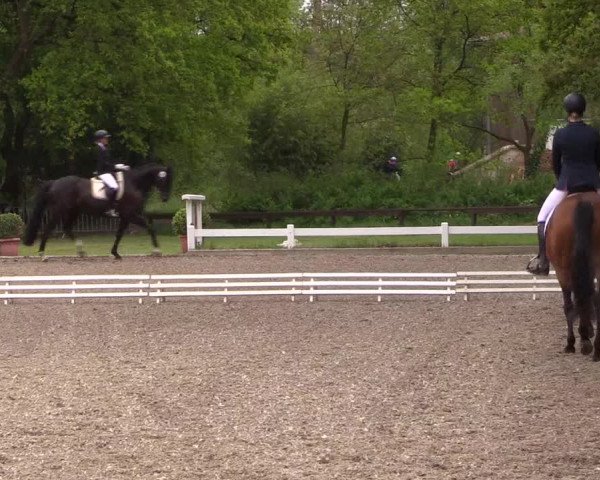 Reitturnier Meppen 2019
