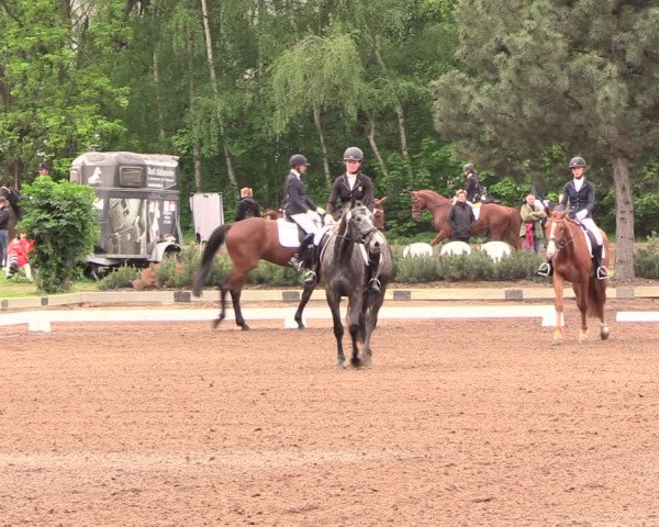 Reitturnier Dallgow 2019