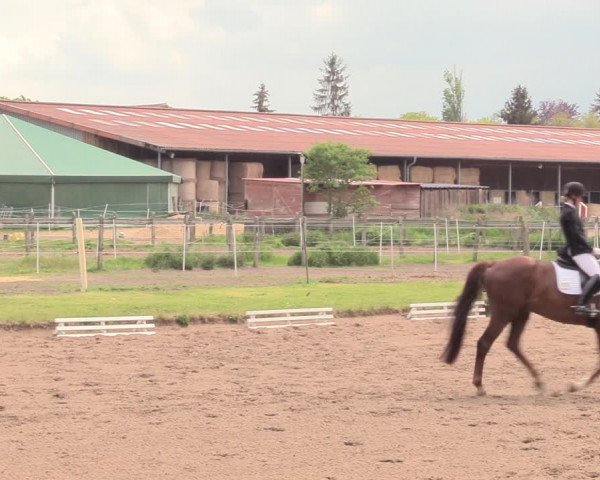 Reitturnier Dallgow 2019