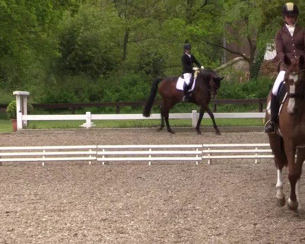 Reitturnier Meppen 2019