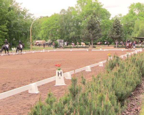 Reitturnier Dallgow 2019