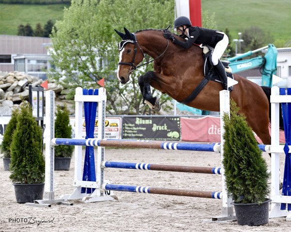jumper Lovas T Vom Eich CH (Swiss Warmblood, 2014, from Looping T CH)