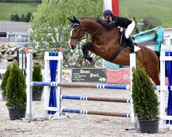 jumper Lovas T Vom Eich CH (Swiss Warmblood, 2014, from Looping T CH)