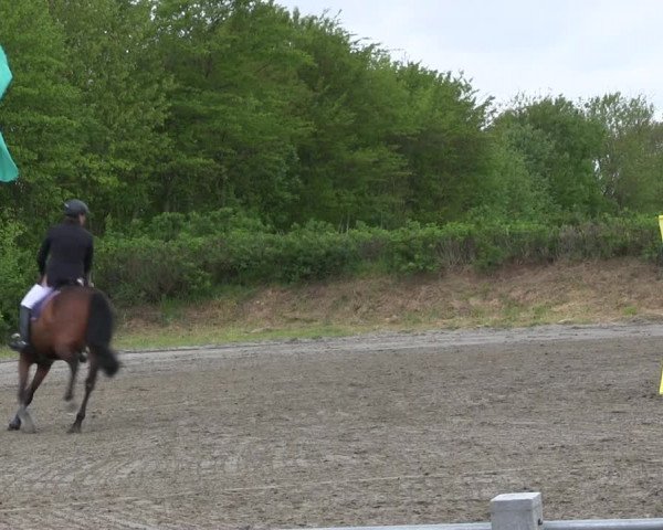 Reitturnier Risum-Lindholm 2019