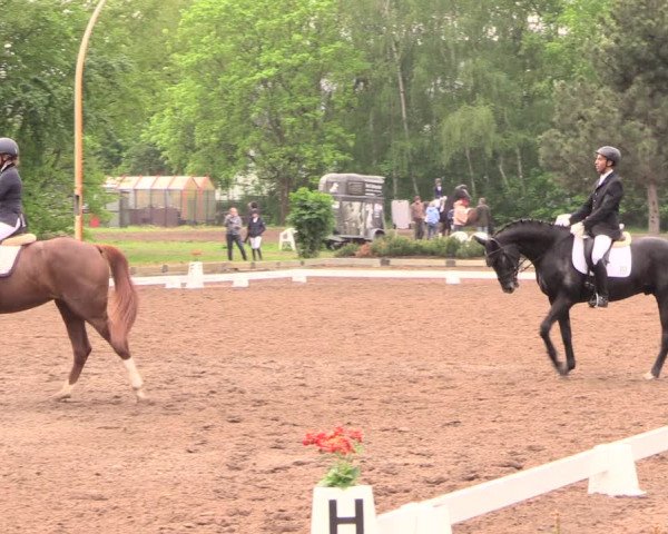 Reitturnier Dallgow 2019