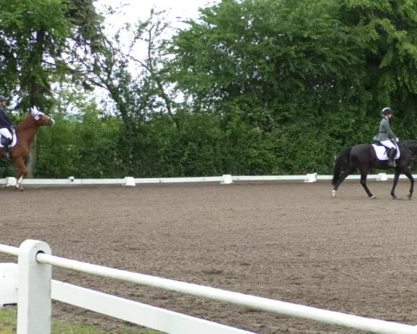 Reitturnier Eppelheim 2019
