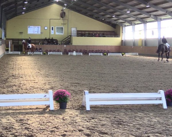 Reitturnier Frechen-Grefrath - Sonnenhof 2021