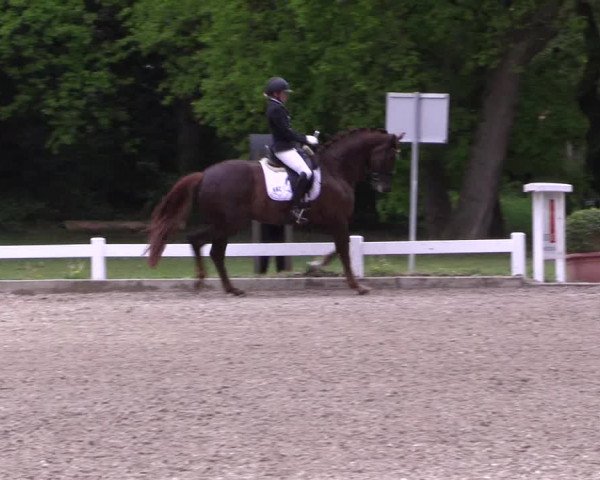 Reitturnier Meppen 2019