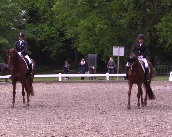 Reitturnier Meppen 2019