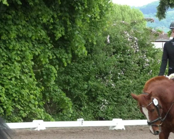 Reitturnier Eppelheim 2019