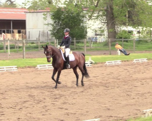 Reitturnier Dallgow 2019