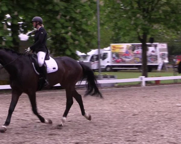 Reitturnier Meppen 2019