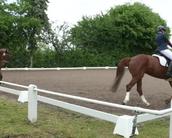 Reitturnier Eppelheim 2019