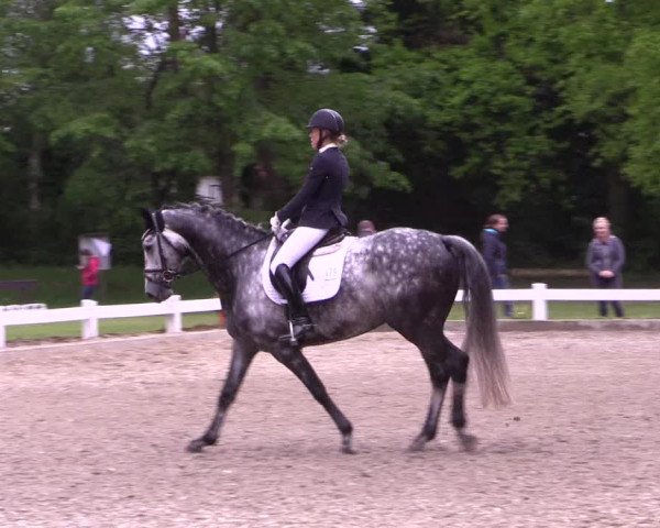 Reitturnier Meppen 2019