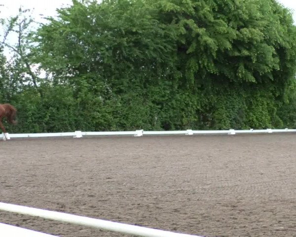 Reitturnier Eppelheim 2019