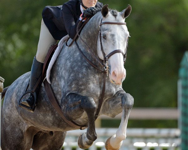 eventing horse Kiltealy Diamond T (Mecklenburg, 2010, from D'Olympic)