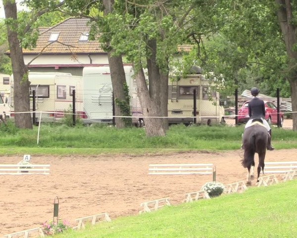 Reitturnier Dallgow 2019