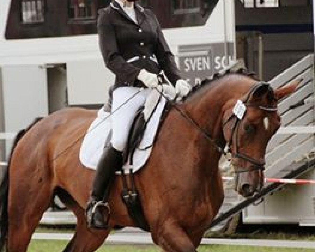 broodmare Contendra 31 (Holsteiner, 2006, from Contendro I)