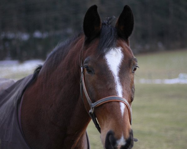 Pferd Angelo Wf (Bayer, 1999, von Asti Spumante 7)