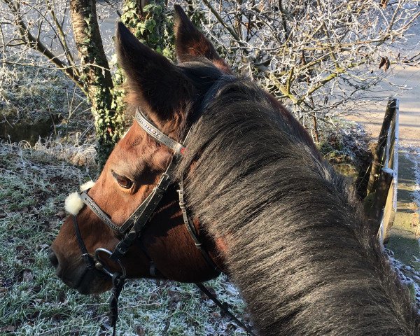 broodmare Florida (German Sport Horse, 2003, from Future)