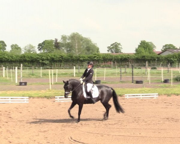 Reitturnier Dallgow 2019
