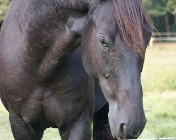 dressage horse Limerick Lightning (Hanoverian, 2004, from Likoto xx)