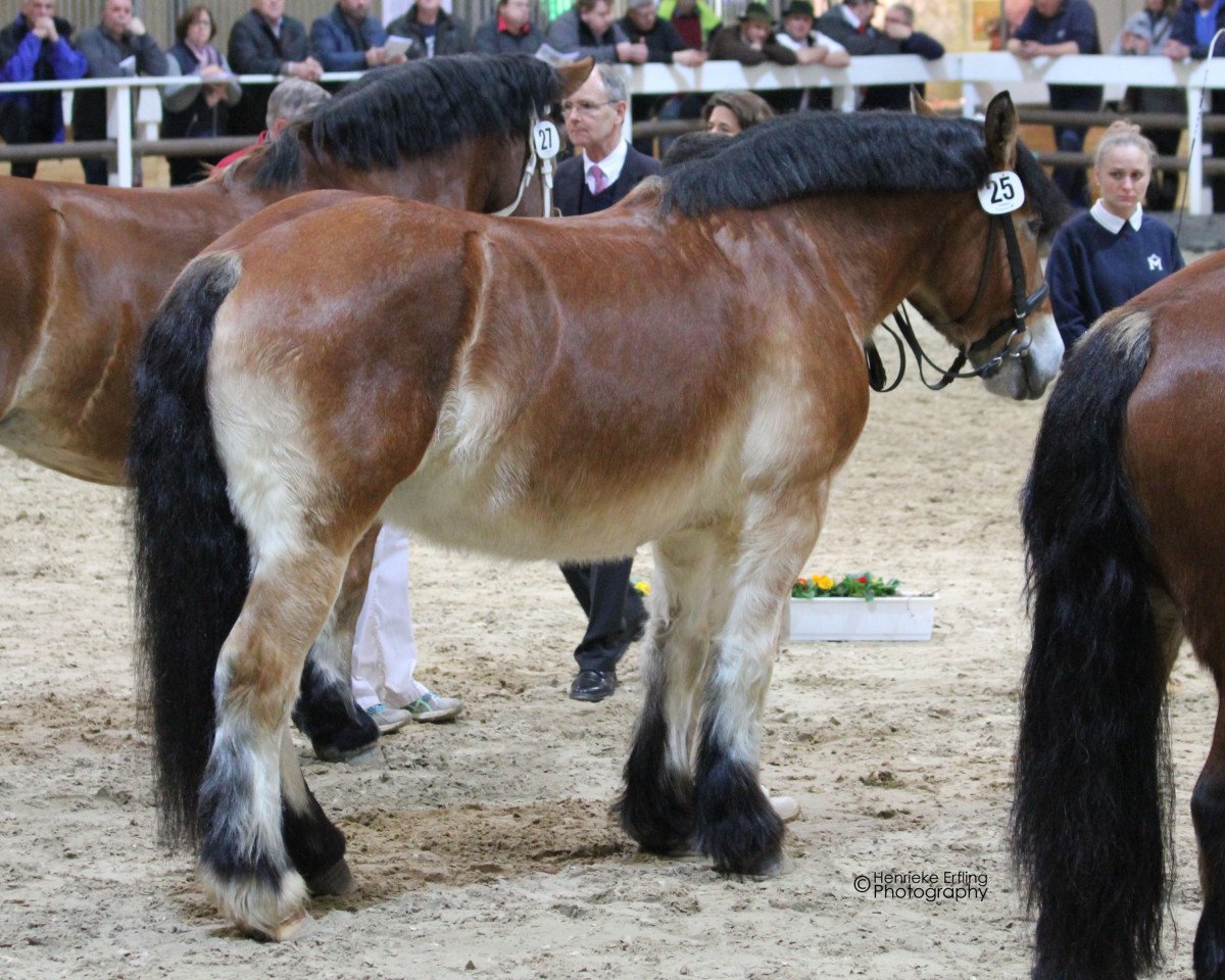Zuchtstute Hanka II (Rheinisch-Deutsches Kaltblut, 2010, von Achat 2660)