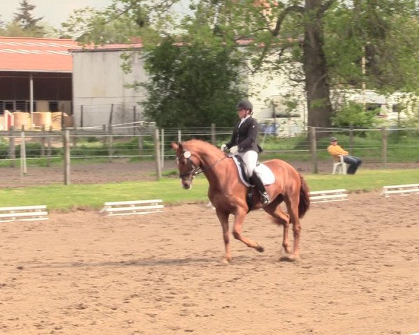 Reitturnier Dallgow 2019