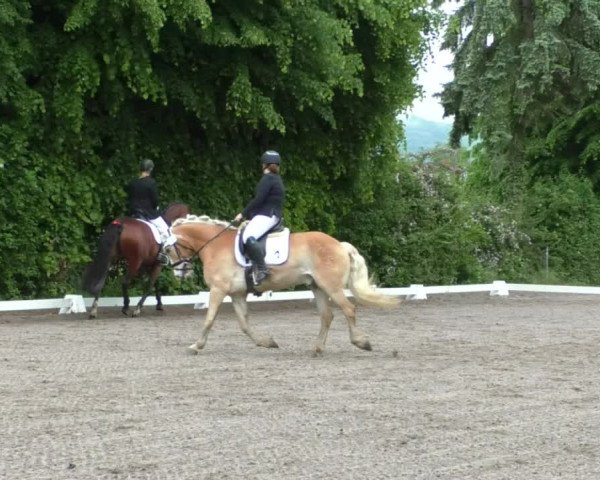 Reitturnier Eppelheim 2019