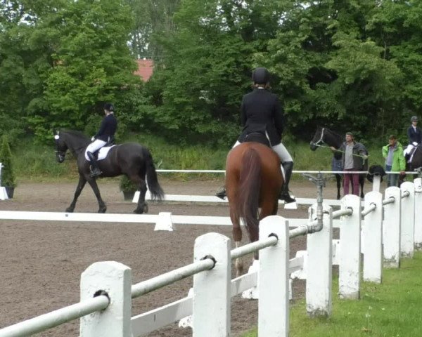 Reitturnier Eppelheim 2019