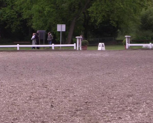 Reitturnier Meppen 2019