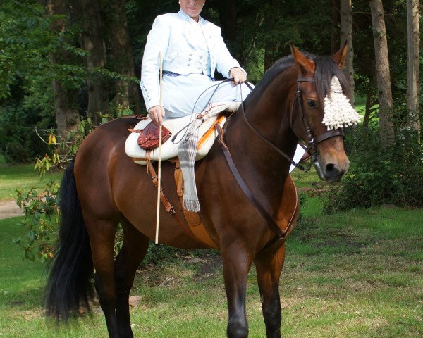 horse Fructuoso (Pura Raza Espanola (PRE), 2004)