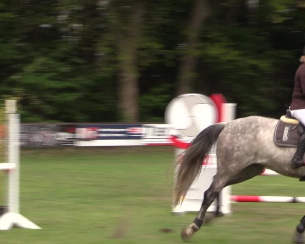 Reitturnier Meppen 2019