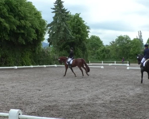 Reitturnier Eppelheim 2019