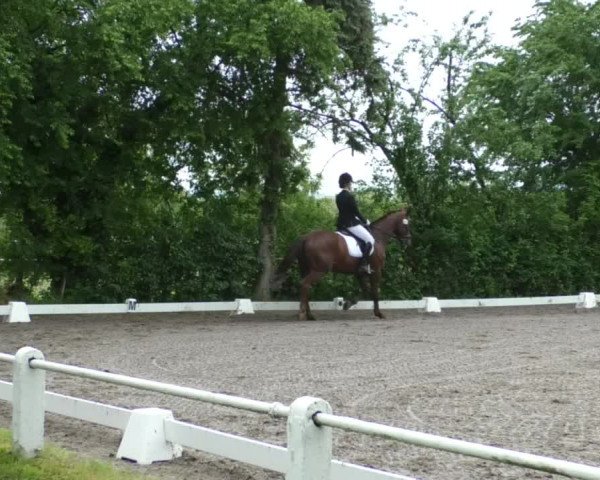 Reitturnier Eppelheim 2019