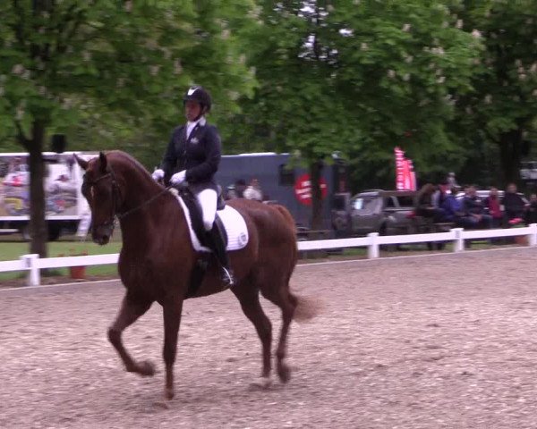 Reitturnier Meppen 2019