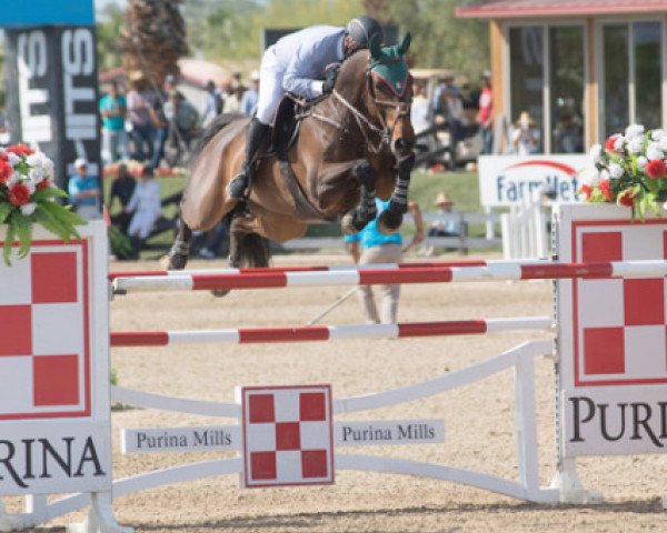 jumper Chacna (Hanoverian, 2007, from Chacco-Blue)