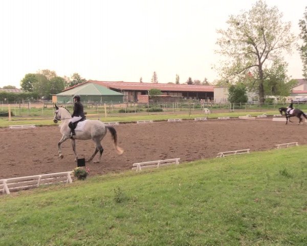 Reitturnier Dallgow 2019