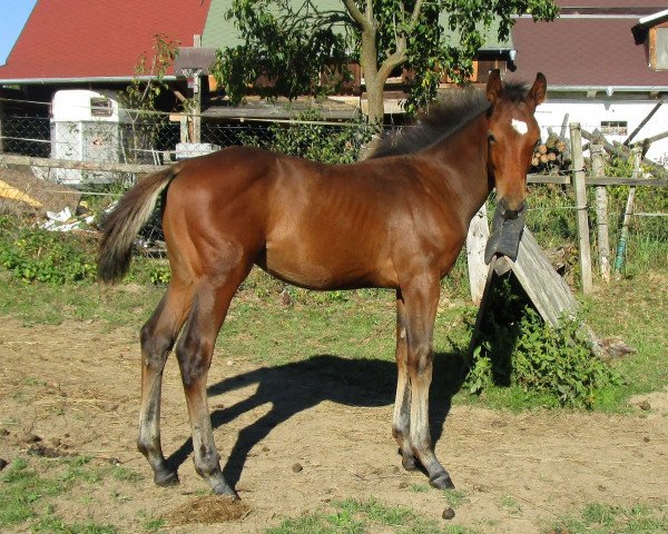 dressage horse Mystic Angel (Slovakian Warmblood, 2016, from Tarzan)