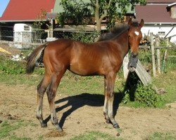Dressurpferd Mystic Angel (Slowakisches Warmblut, 2016, von Tarzan)