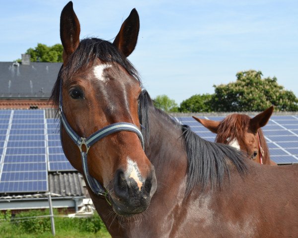 horse Carlos (Hanoverian, 2011, from Count Grannus)