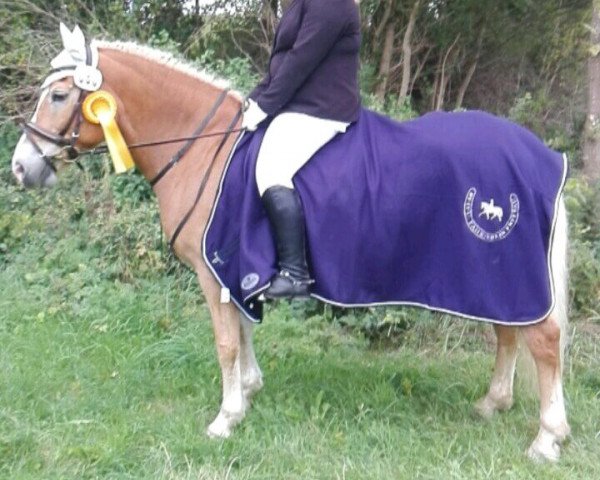 broodmare Bellenuit B (2,73% ox) (Westphalian, 2002, from Nebos I (3,125% ox))