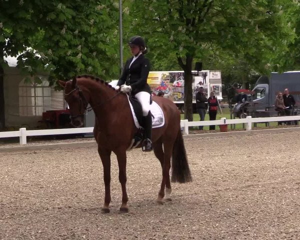 Reitturnier Meppen 2019
