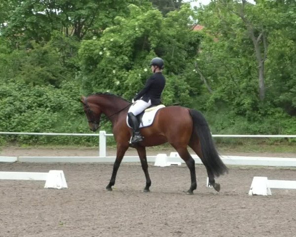 Reitturnier Eppelheim 2019