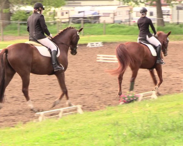 Reitturnier Dallgow 2019