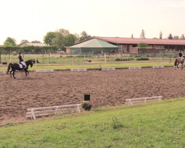 Reitturnier Dallgow 2019
